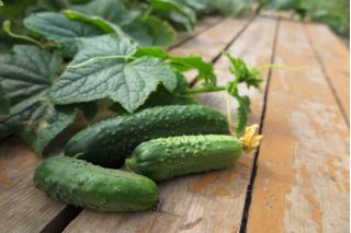 Cucumber "Basza" - pickling variety - 175 seeds