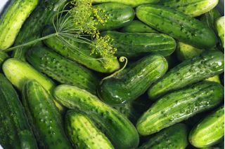 Cucumber "Basza" - pickling variety - 175 seeds