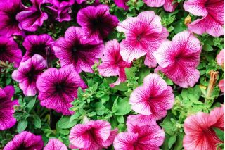 Petunia - lågväxande väv sortiment - 600 frön - Petunia multiflora F2 hybrids