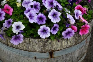 Petunia - lågväxande väv sortiment - 600 frön - Petunia multiflora F2 hybrids