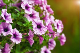 Petunia - lågväxande väv sortiment - 600 frön - Petunia multiflora F2 hybrids