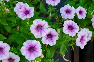 Petunia - lågväxande väv sortiment - 600 frön - Petunia multiflora F2 hybrids
