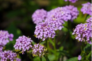 Garden candytuft, globe candytuft "Tetra Mercury"