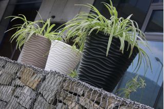 กระถางทรงกลม - เกลียวคลื่น - 30 ซม. - สีขาว - 