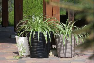 Vaso redondo - Onda - 35 cm - Antracite - 
