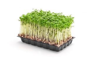 Crescione dei giardini - BIO - 13500 semi - Lepidium sativum
