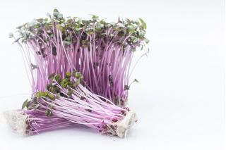 BIO - Rødkål - 2700 frø - Brassica oleracea,convar. capitata,var. rubra.