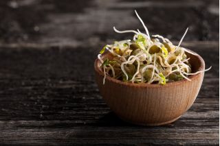 BIO - Csírák - magok - Főzeléklencse - 990 magok - Lens culinaris