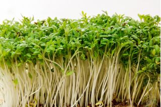 Crescione dei giardini - BIO - 13500 semi - Lepidium sativum