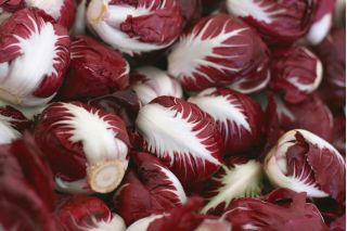 BIO - Radicchio "Palla rossa 3" - certified organic seeds; Chicory - 360 seeds - Cichorium intybus - semi