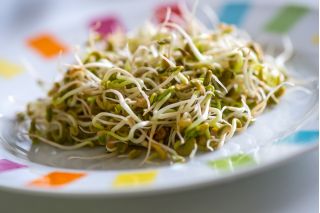BIO - Csírák - magok - Főzeléklencse - 990 magok - Lens culinaris
