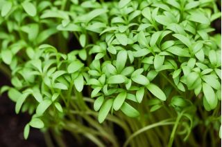 Crescione dei giardini - BIO - 13500 semi - Lepidium sativum
