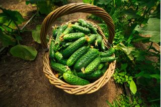 Uborka - Dar - BIO - 110 magok - Cucumis sativus