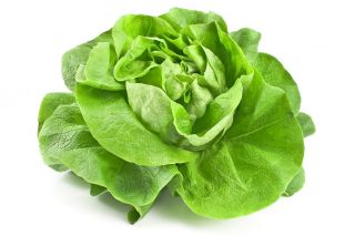 Lechuga mantecosa - Reina de Mayo - BIO - 450 semillas - Lactuca sativa L. var. Capitata