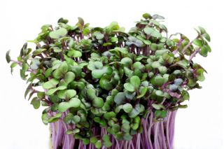 BIO - Rødkål - 2700 frø - Brassica oleracea,convar. capitata,var. rubra.