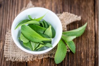 Grădină Acasă - Candilaaf "Iubito" - pentru cultivarea în interior și la balcon - 24 de semințe - Stevia rebaudiana