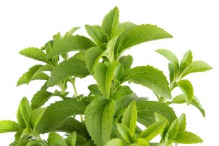 Grădină Acasă - Candilaaf "Iubito" - pentru cultivarea în interior și la balcon - 24 de semințe - Stevia rebaudiana