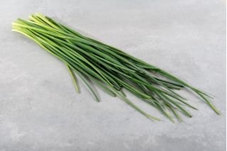 Home Garden - Spring onion "Broad Leaf" - for indoor and balcony cultivation - 1700 seeds