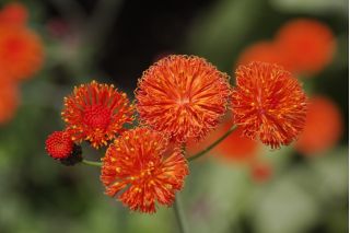 Orangerote Emilia - zinnoberroten Blütenkörbchen