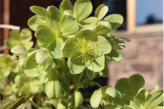 Helleborus argutifolius