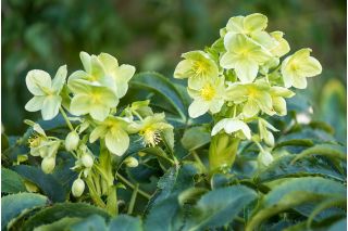 Helleborus argutifolius