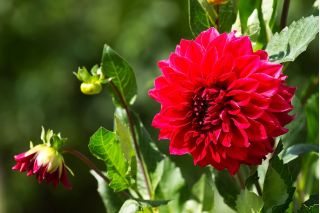 Dahlia Red