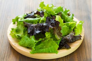 Hjem hage - Salat - bland - 900 frø - Lectuca sativa