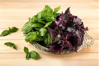 Taman Rumah - campuran varietas Basil - untuk budidaya dalam ruangan dan balkon; Great basil, Saint-Joseph "s-wort - 325 biji - Ocimum basilicum 