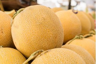 Melone 'Junior' - dichter, orange, aromatischer Fruchtfleisch
