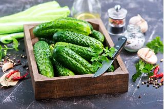 Gurka - Izyd - 250 frön - Cucumis sativus