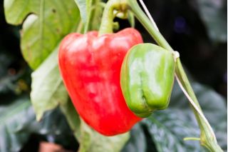 Paprikát - Ożarowska - édes - 90 magok - Capsicum L.