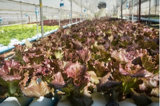 Salata "Apache" - foarte ornamentala, dulce si savuroasa - 1250 de seminte - Lactuca Sativa L. var. capitata  - semințe