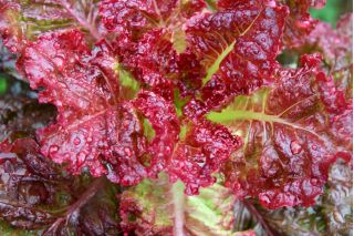 Salata "Apache" - foarte ornamentala, dulce si savuroasa - 1250 de seminte - Lactuca Sativa L. var. capitata  - semințe