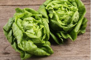 Lettuce "Saba" - for all-year cultivation - 900 seeds