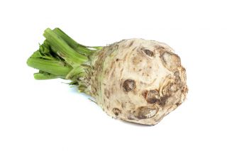 Celeriac, คื่นฉ่ายราก "Zagloba" - หลากหลายสีขาวและมีกลิ่นหอม - 1800 เมล็ด - Apium graveolens