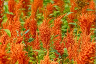 Blood amaranth "Bronze"; Purple amaranth, Red amaranth, prince's feather, Mexican amaranth - 700 seeds