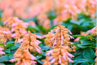 Alegria de jardim - salmão - 84 sementes - Salvia splendens