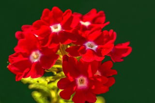 Kerti verbéna - piros virágzás fehér ponttal; kert vervain - 120 mag - Verbena x hybrida - magok