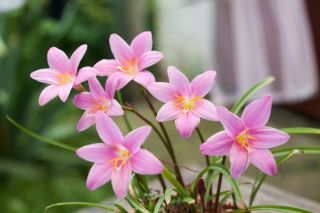 Zephyranthes Rosea, Cuban zephyrlily, Rosy Rain Lily - 10 bulbs