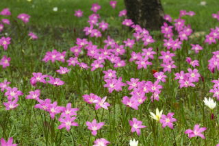 Zephyranthes Rosea, Cuban zephyrlily, Rosy Rain Lily - 10 bulbs