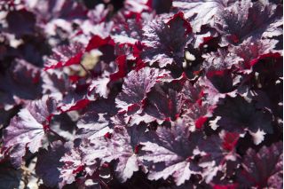Heuchera diversifolia - Purple Palace