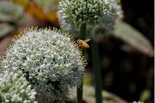 Dekorativ hvitløk - White Giant - Allium White Giant