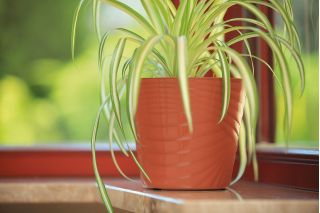Ronde pot van "Capri" - 12 cm - terracottakleurig - 