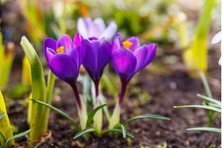 Crocus Flower Record - 10 bulbs