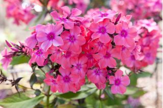 Vlambloem - Windsor - Phlox