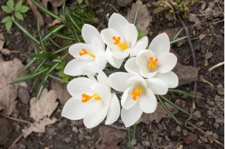 Crocus Jeanne D'Arc - 10 lampu - Crocus Jeanne d'Arc