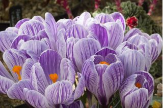Crocus King of the Striped - paquete de 10 piezas