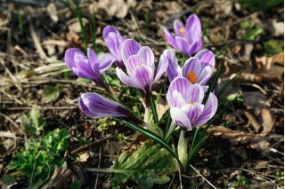 Crocus King of the Striped - paquete de 10 piezas