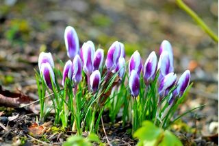 Crocus Prins Claus - 10 bulbs
