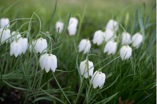 Almindelig vibeæg - Alba - pakke med 5 stk - Fritillaria Meleargis Alba